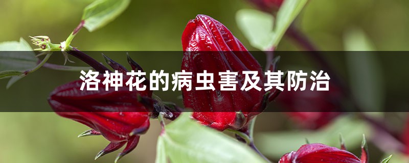 洛神花的病蟲害及其防治