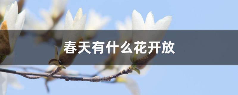 春天有什么花開放