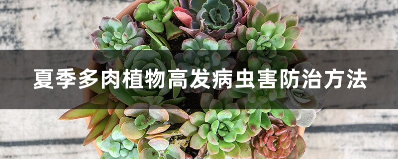 夏季多肉植物高發(fā)病蟲害防治方法