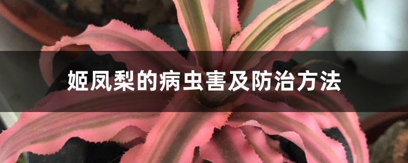 姬鳳梨的病蟲害及防治方法