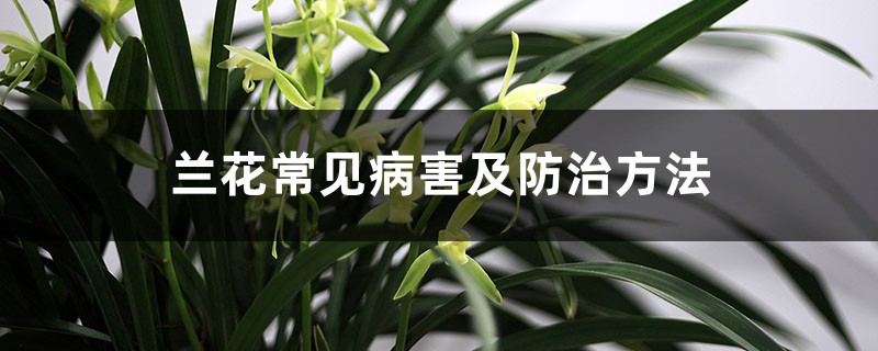 蘭花常見病害及防治方法