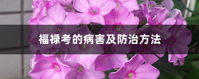 福祿考的病害及防治方法