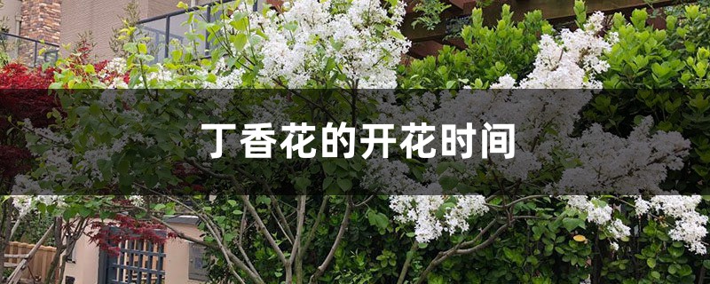 丁香花的開(kāi)花時(shí)間，丁香花的花語(yǔ)