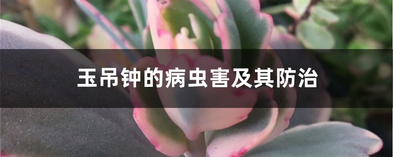 玉吊鐘的病蟲害及其防治