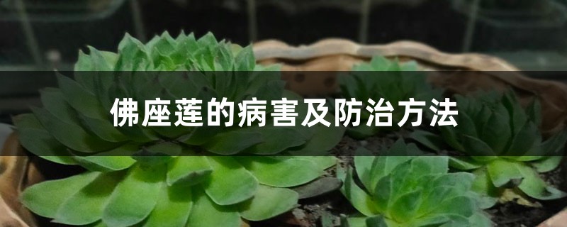 佛座蓮的病害及防治方法