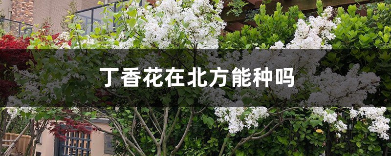 丁香花在北方能種嗎，丁香花可以在室內(nèi)養(yǎng)嗎