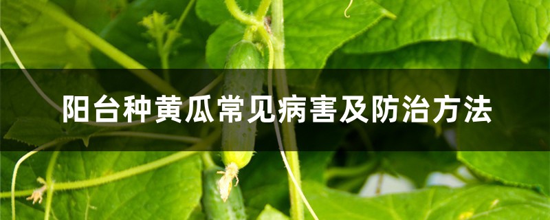 陽臺(tái)種黃瓜常見病害及防治方法