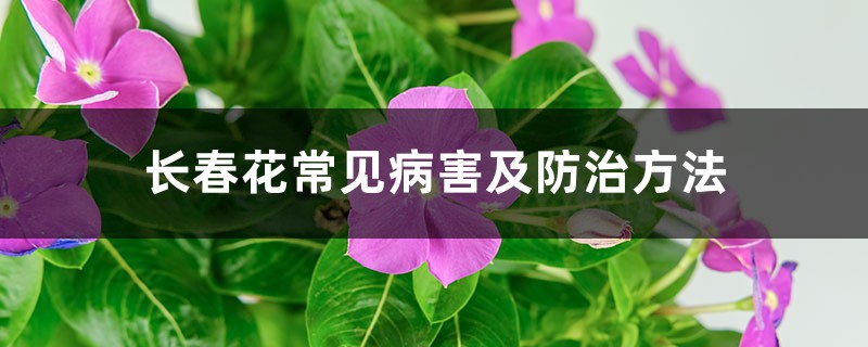 長(zhǎng)春花常見病害及防治方法