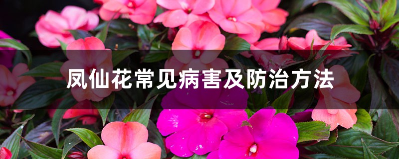 鳳仙花常見病害及防治方法