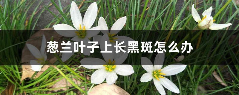 蔥蘭葉子上長(zhǎng)黑斑怎么辦