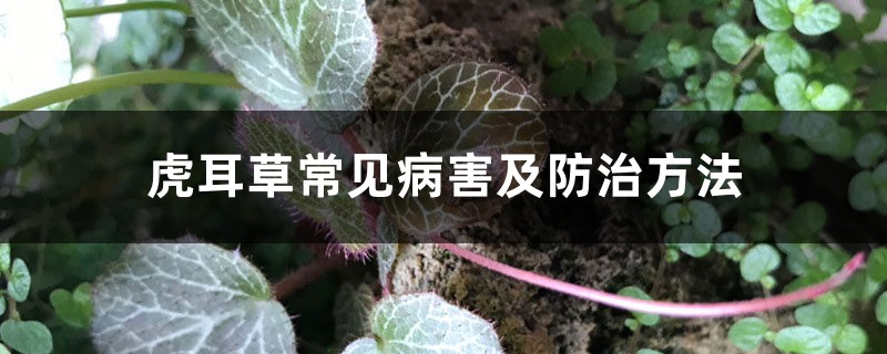 虎耳草常見病害及防治方法