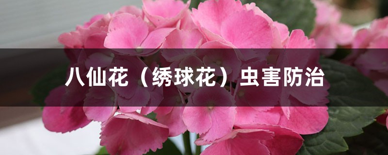 八仙花（繡球花）蟲害防治