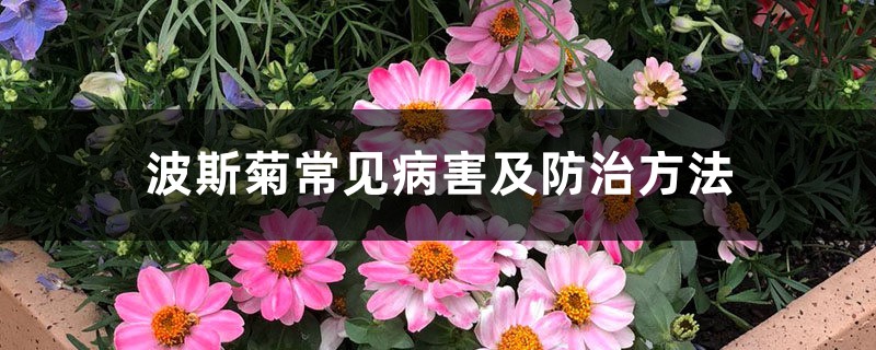 波斯菊常見病害及防治方法