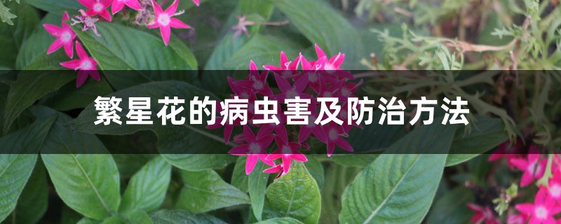 繁星花的病蟲害及防治方法