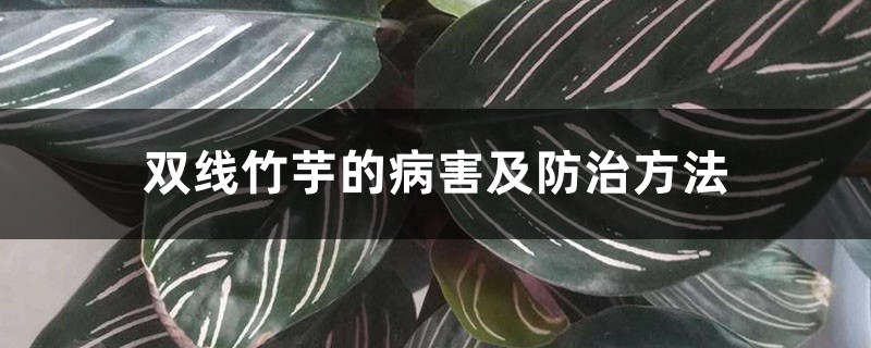 雙線竹芋的病害及防治方法