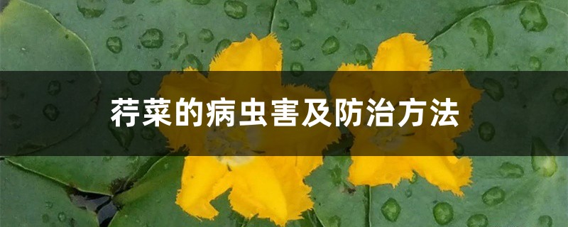 荇菜的病蟲害及防治方法