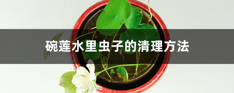 碗蓮水里蟲子的清理方法