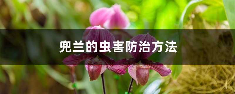 兜蘭的蟲害防治方法