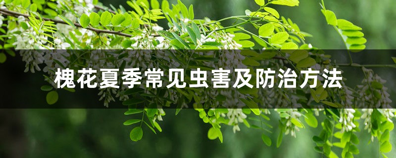 槐花夏季常見蟲害及防治方法