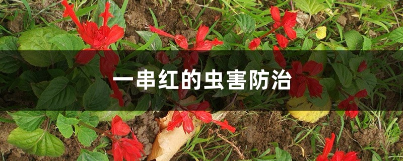 一串紅的蟲(chóng)害防治