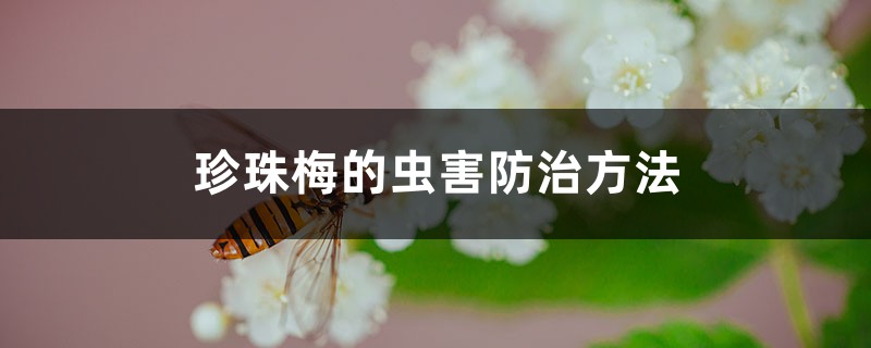 珍珠梅的蟲(chóng)害防治方法