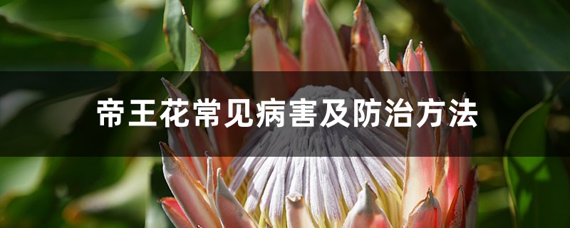 帝王花常見病害及防治方法