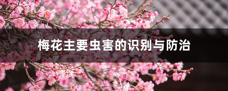 梅花主要蟲(chóng)害的識(shí)別與防治