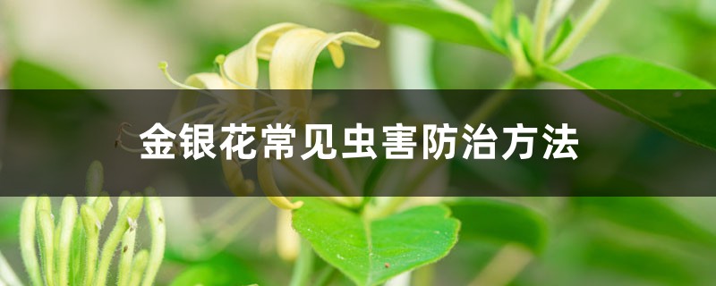 金銀花常見(jiàn)蟲(chóng)害防治方法