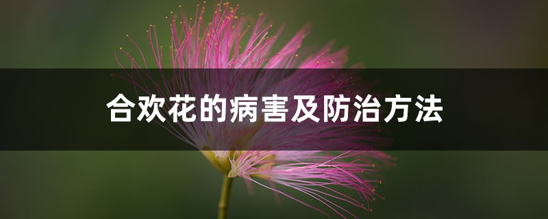 合歡花的病害及防治方法