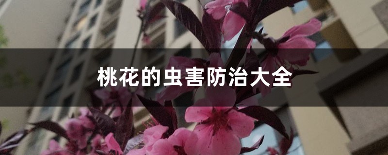 桃花的蟲(chóng)害防治大全