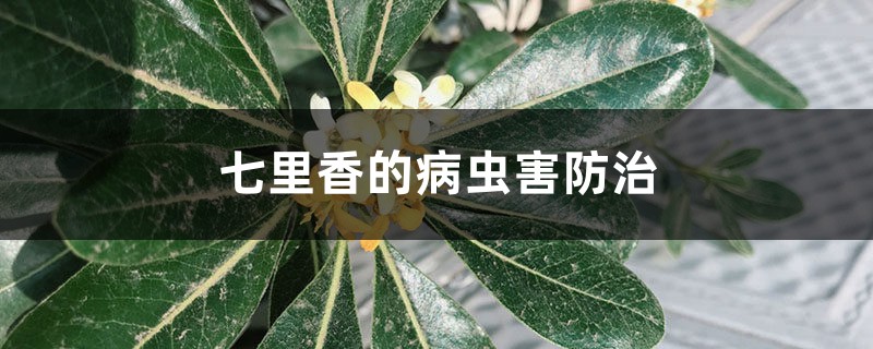 七里香的病蟲(chóng)害防治