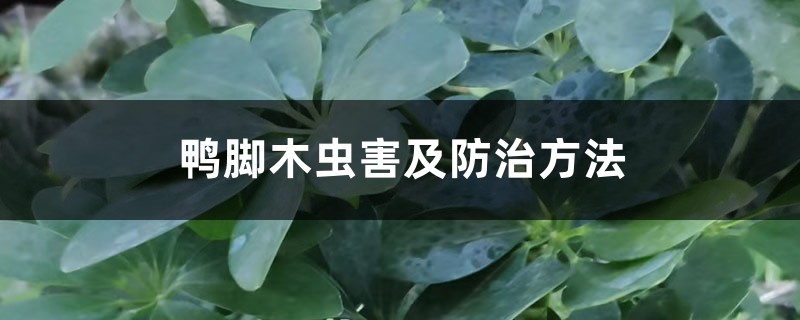 鴨腳木蟲害及防治方法