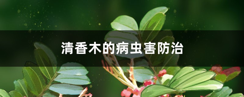 清香木的病蟲害防治