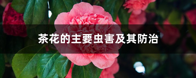 茶花的主要蟲害及其防治