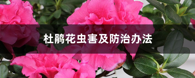 杜鵑花蟲害及防治辦法