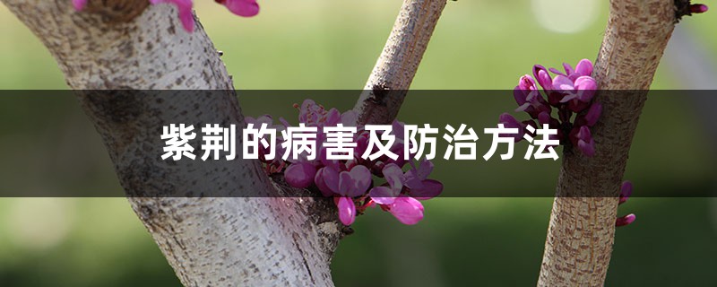 紫荊的病害及防治方法