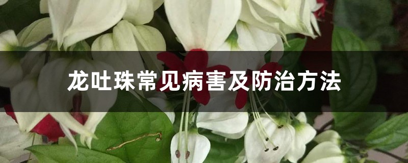 龍吐珠常見病害及防治方法