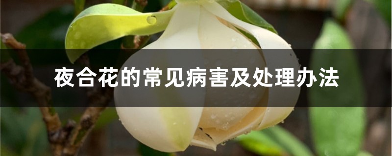 夜合花的常見病害及處理辦法