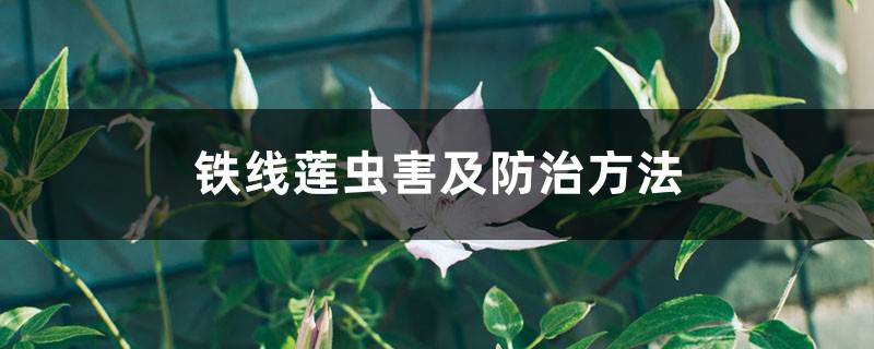 鐵線蓮蟲害及防治方法