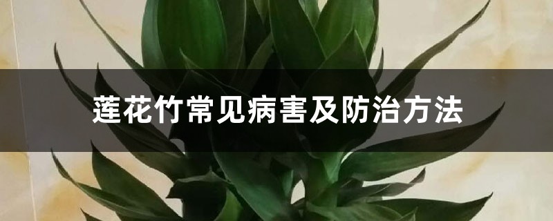 蓮花竹常見病害及防治方法