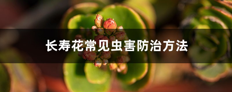 長(zhǎng)壽花常見蟲害防治方法