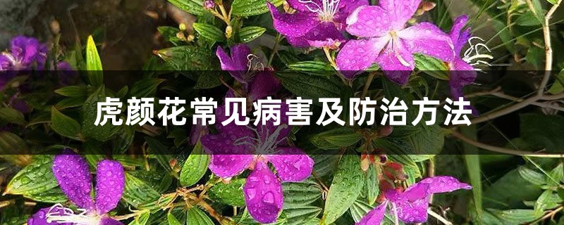 虎顏花常見病害及防治方法