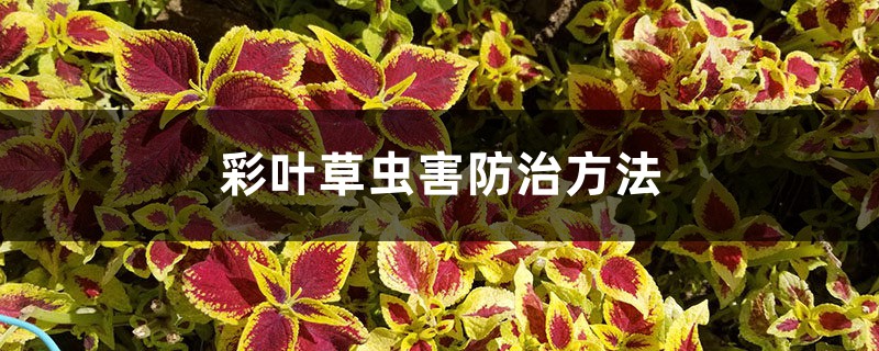 彩葉草蟲害防治方法