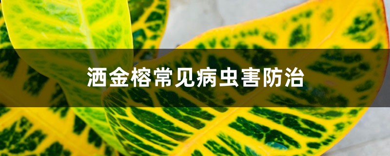 灑金榕常見病蟲害防治