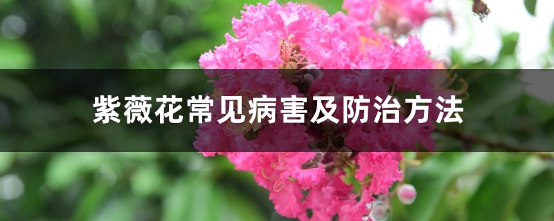 紫薇花常見病害及防治方法