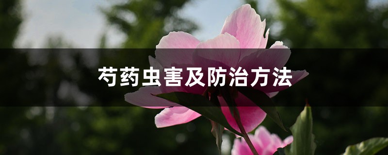 芍藥蟲害及防治方法