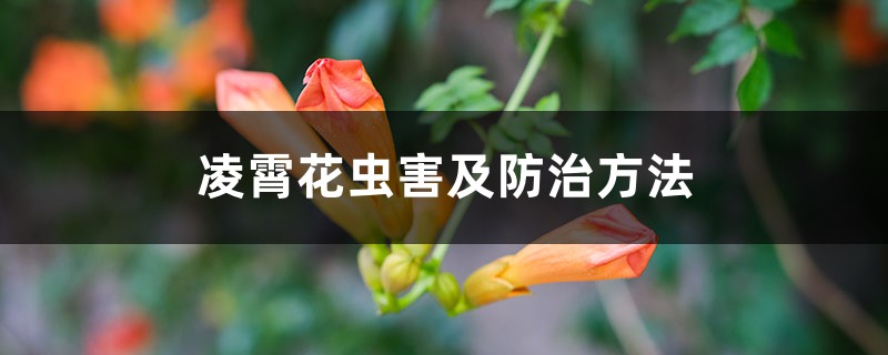 凌霄花蟲害及防治方法