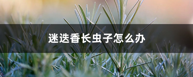 迷迭香長(zhǎng)蟲子怎么辦