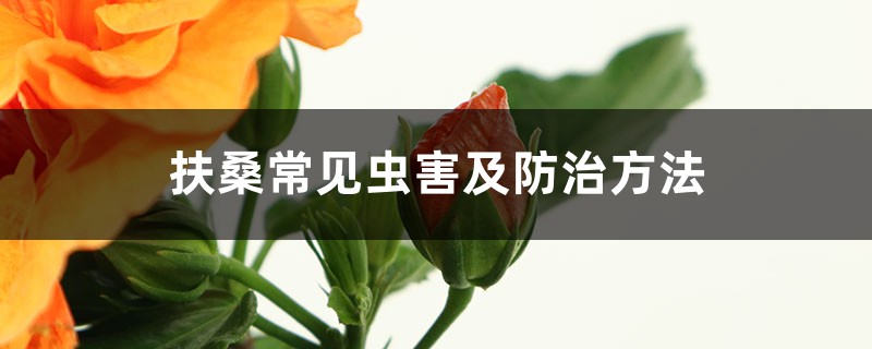 扶桑常見蟲害及防治方法