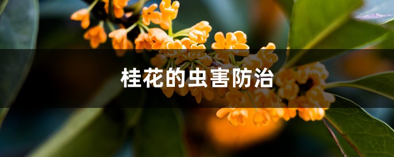 桂花的蟲害防治